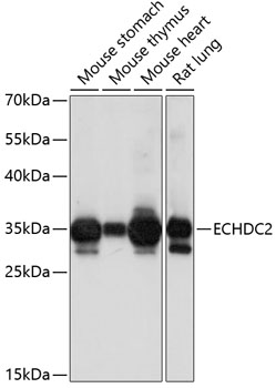 ECHDC2 Polyclonal Antibody (E-AB-90897)