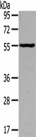 THRA Polyclonal Antibody (E-AB-17074)