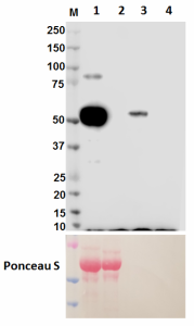 Purified anti-human IgG1 Fc Antibody (410601)