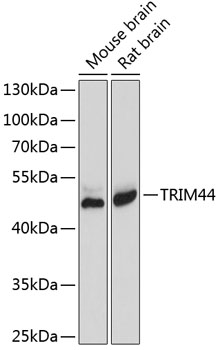 TRIM44 Polyclonal Antibody (E-AB-63897)