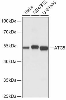 ATG5 Polyclonal Antibody (E-AB-60008)
