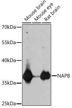 NAPB Polyclonal Antibody (E-AB-91998)