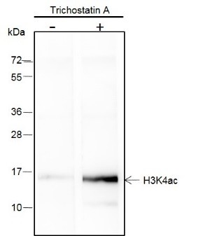 Recombinant Histone H3 (Acetyl Lys4) Monoclonal Antibody (AN301407L)
