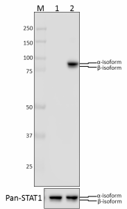 Purified anti-STAT1 Phospho (Tyr701) Antibody (666401)