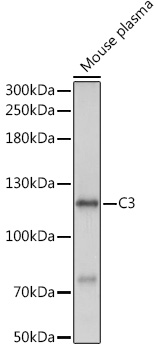 C3 Polyclonal Antibody (E-AB-93167)