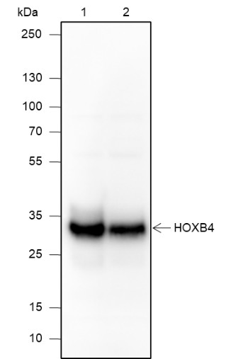 Recombinant HOXB4 Monoclonal Antibody (AN301882L)