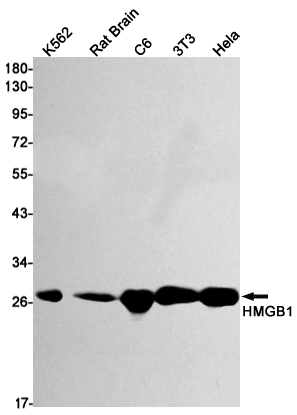 Recombinant HMGB1 Monoclonal Antibody (E-AB-81436)