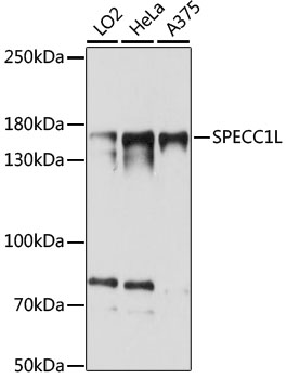 SPECC1L Polyclonal Antibody (E-AB-91288)