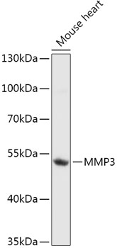 MMP3 Polyclonal Antibody (E-AB-60248)