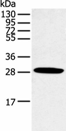 CLDN25 Polyclonal Antibody (E-AB-53366)