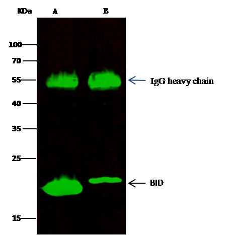 Recombinant BID Monoclonal Antibody (AN300059P)