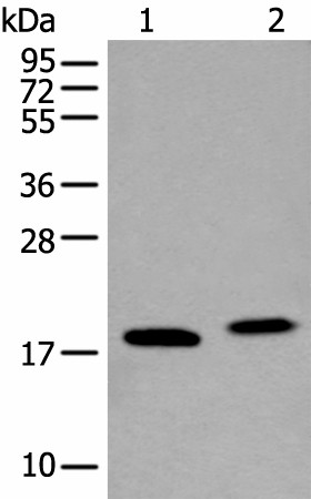 VAMP4 Polyclonal Antibody (E-AB-19588)