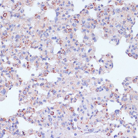 CD18 Polyclonal Antibody (E-AB-60658)