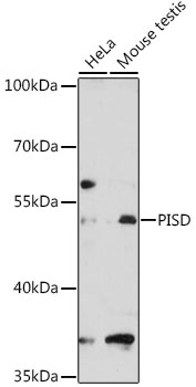 PISD Polyclonal Antibody (E-AB-92602)