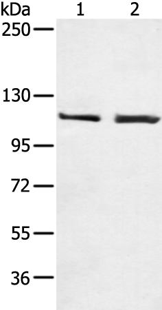 TERT Polyclonal Antibody (E-AB-12512)