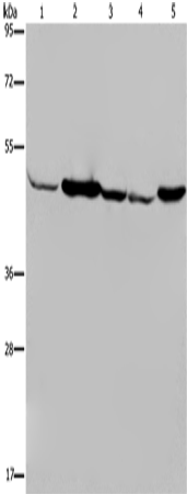 IDH2 Polyclonal Antibody (E-AB-11319)