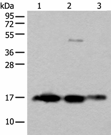 SNCB Polyclonal Antibody (E-AB-53597)