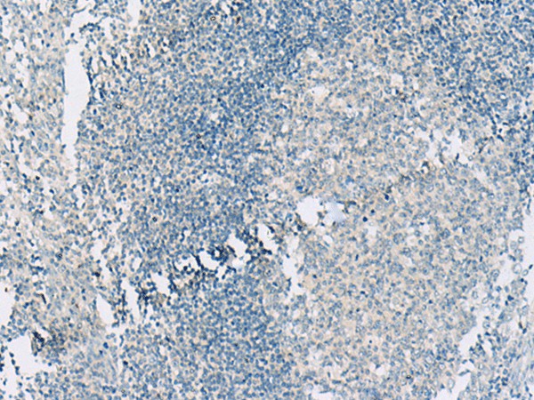 HASPIN Polyclonal Antibody (E-AB-19975)