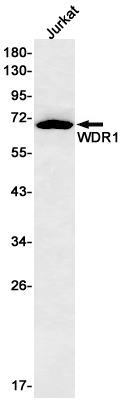 Recombinant WDR1 Monoclonal Antibody (E-AB-81620)