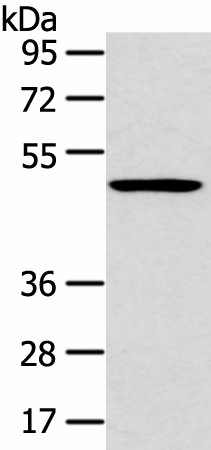 HTRA1 Polyclonal Antibody (E-AB-53300)