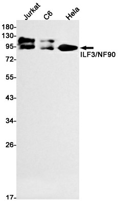 Recombinant ILF3 Monoclonal Antibody (E-AB-81475)