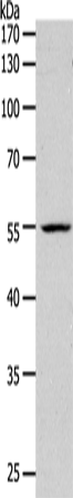 PAX1 Polyclonal Antibody (E-AB-12614)