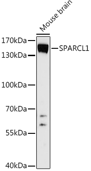 SPARCL1 Polyclonal Antibody (E-AB-92317)