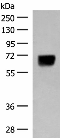 DGLUCY Polyclonal Antibody (E-AB-18781)