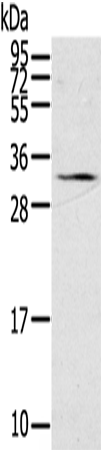 STAR Polyclonal Antibody (E-AB-15419)