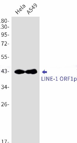 Recombinant LINE 1 ORF1p Monoclonal Antibody (E-AB-81506)