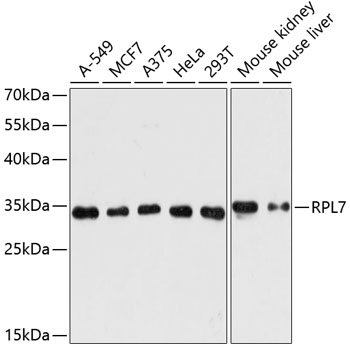 RPL7 Polyclonal Antibody (E-AB-65523)