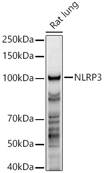 NLRP3 Polyclonal Antibody (E-AB-93112)