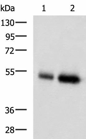 BMP5 Polyclonal Antibody (E-AB-17735)