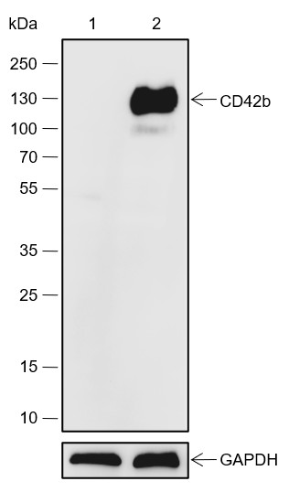 Recombinant CD42b Monoclonal Antibody (AN301845L)