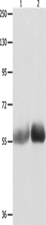 MUTYH Polyclonal Antibody (E-AB-10477)