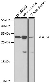 YEATS4 Polyclonal Antibody (E-AB-61884)