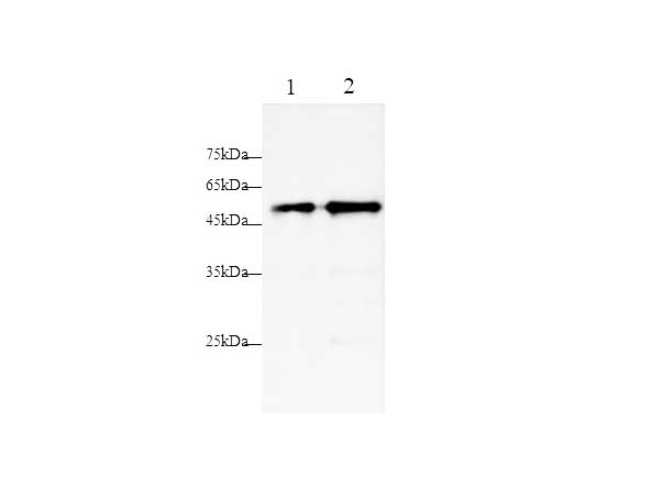 Halo-Tag Monoclonal Antibody (AN004330L)