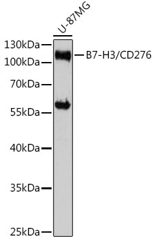 B7-H3/CD276 Polyclonal Antibody (E-AB-68332)