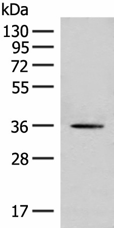 MLST8 Polyclonal Antibody (E-AB-19888)