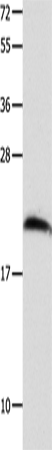 FGF12 Polyclonal Antibody (E-AB-10181)
