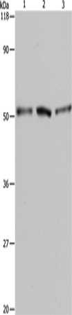 BAG5 Polyclonal Antibody (E-AB-10093)