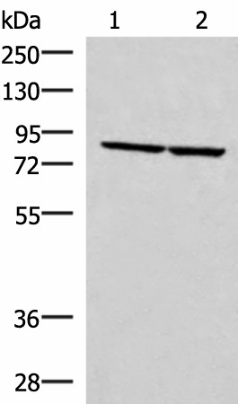 ABLIM3 Polyclonal Antibody (E-AB-52758)