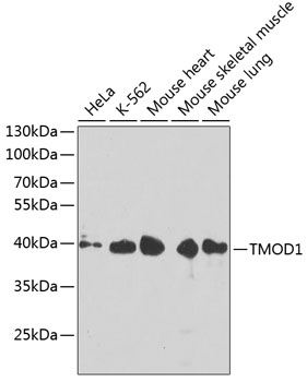 TMOD1 Polyclonal Antibody (E-AB-62943)