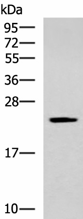 CMPK1 Polyclonal Antibody (E-AB-52550)