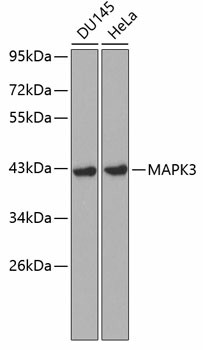 (KO Validated) MAPK3 Polyclonal Antibody (E-AB-60024)