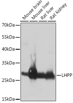LHPP Polyclonal Antibody (E-AB-64982)