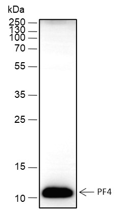 Recombinant PF4 Monoclonal Antibody (AN301768L)