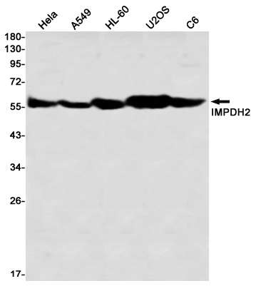 Recombinant IMPDH2 Monoclonal Antibody (E-AB-81572)