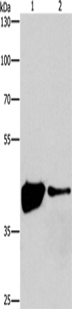 MAPK11 Polyclonal Antibody (E-AB-12745)