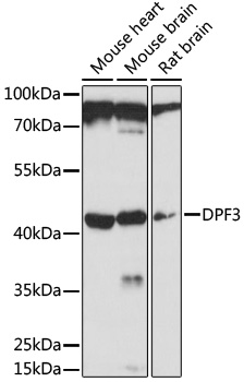 DPF3 Polyclonal Antibody (E-AB-91648)